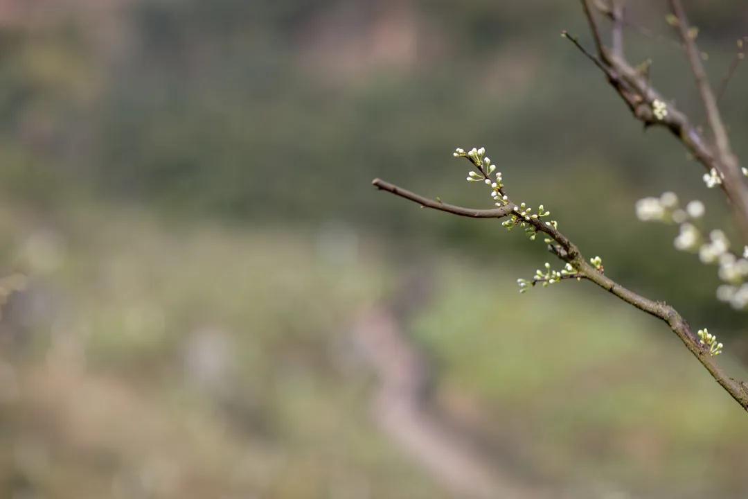 我会张昌余顾问受邀到胜天红岩山景区考察(图10)