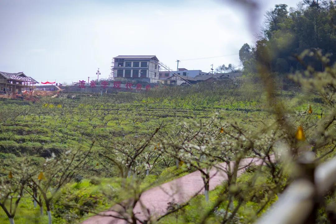 我会张昌余顾问受邀到胜天红岩山景区考察(图11)